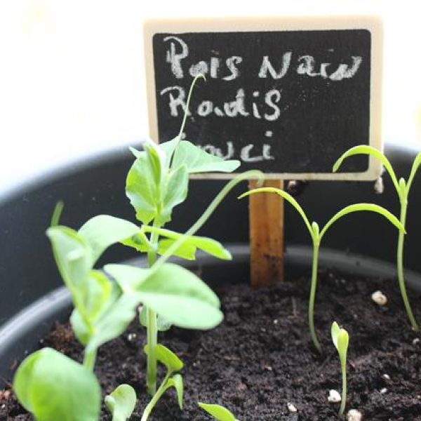 Mini potager gros plan sur les pousses de pois et de radis