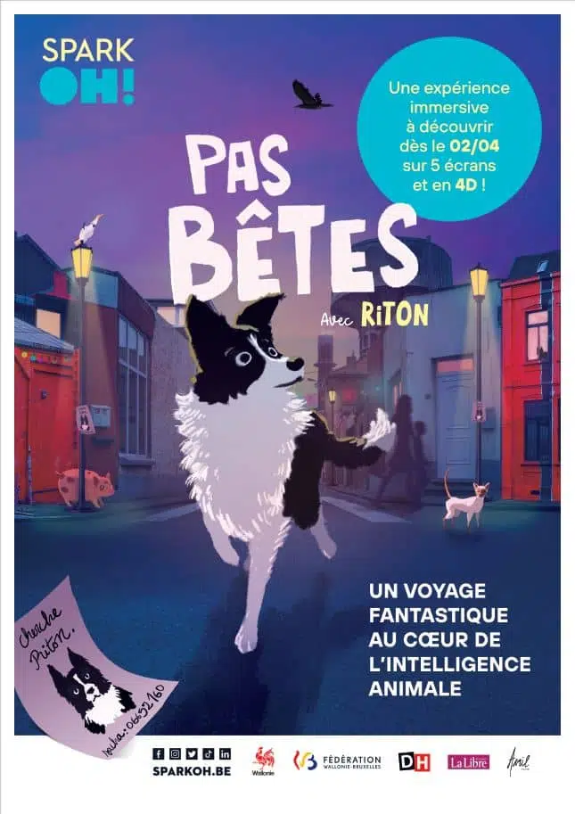 DP Pas Bêtes visuel