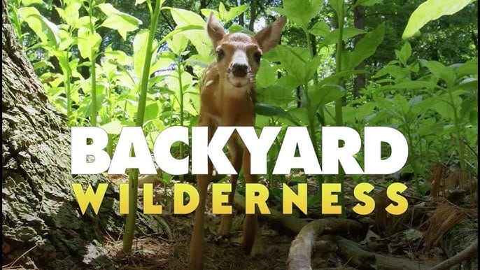 Viseul film Backyard Wilderness