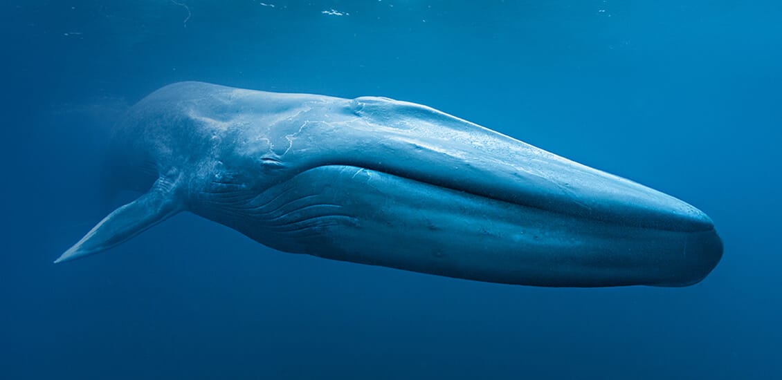 Baleines bleues film SK FILMS